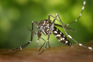 Natural Mosquito Control Northern VA