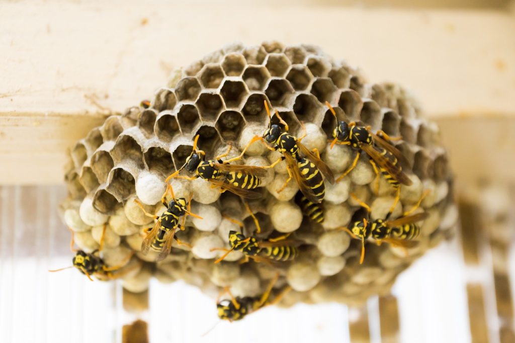 Close-up of small bees on a honeycomb.