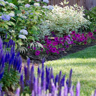 Purple Flowers and Bushes