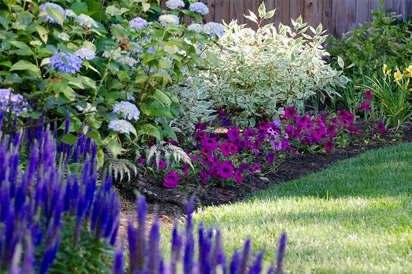 A row of various flowers in various colors, along the edge of a mowed lawn.