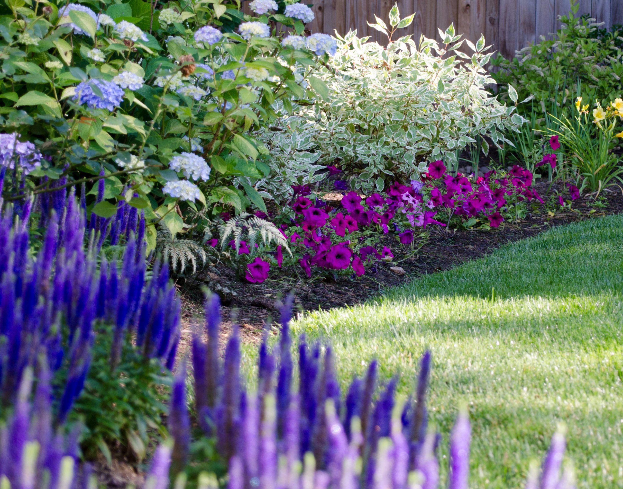 A picturesque garden featuring a delightful blend of blue and purple flowers, adding a touch of elegance to the surroundings.