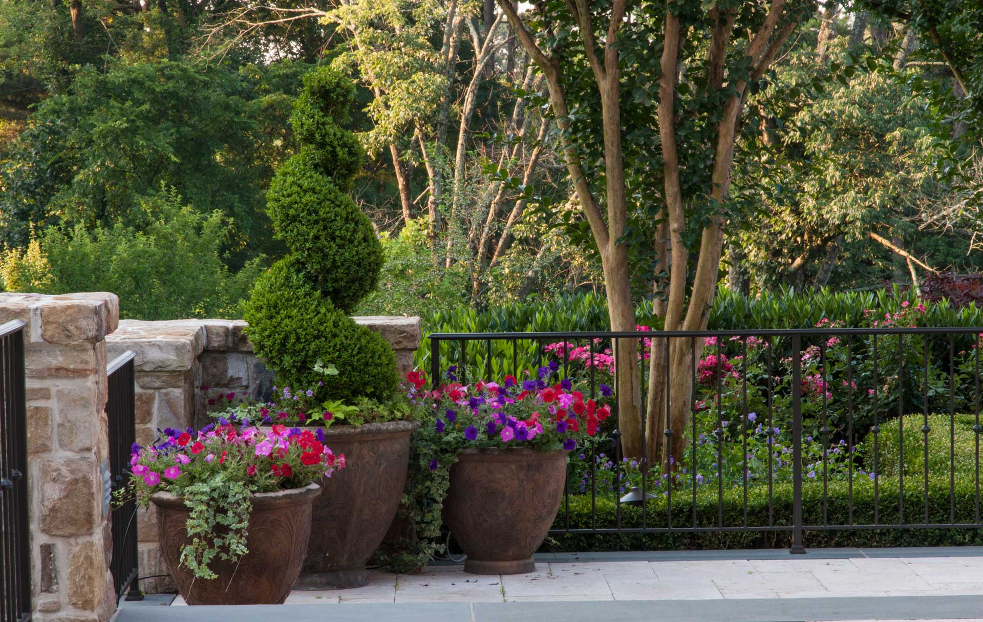 Flowers in Pots in Backyard with Metal Fence and Trees in background