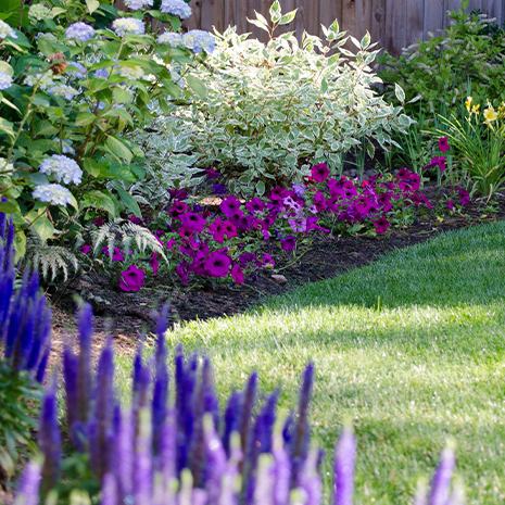 Purple Flowers and Bushes