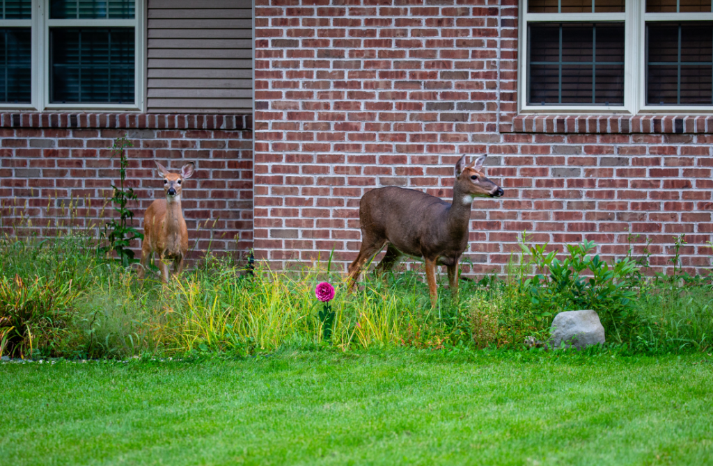 Deer in yard