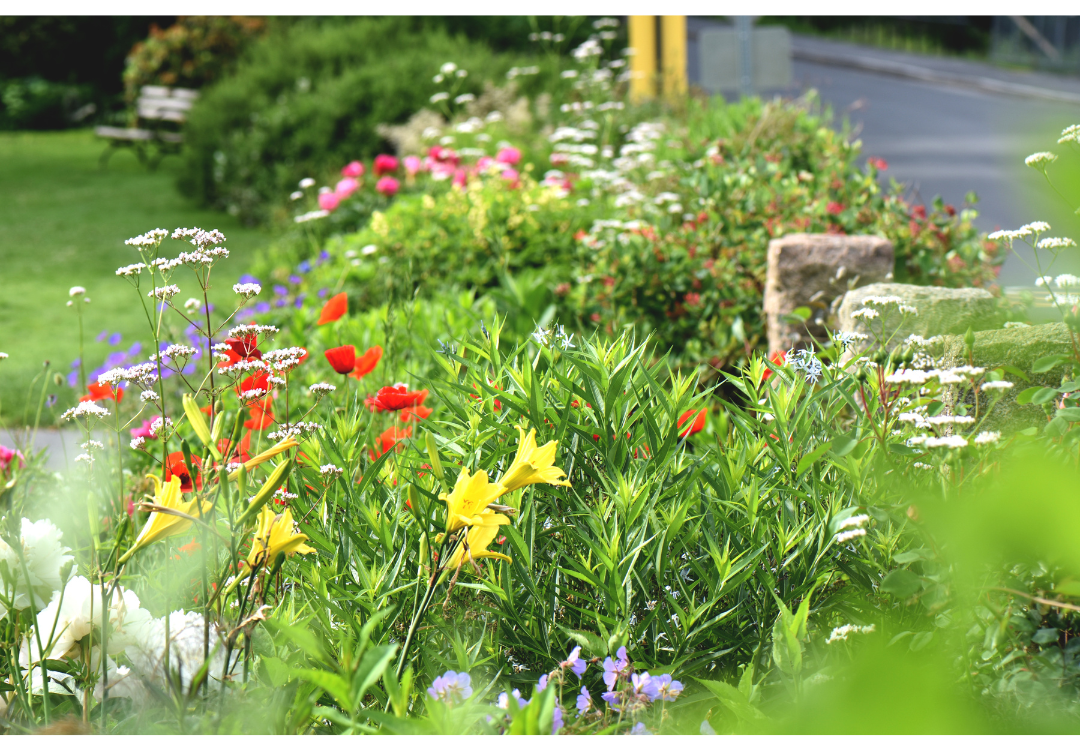 Batch of perennial flowers outdoors in spring