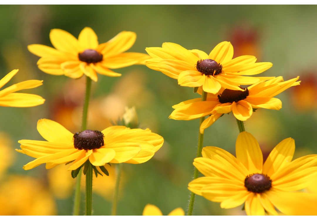 Black-eyed Susan flowers with blurred green background