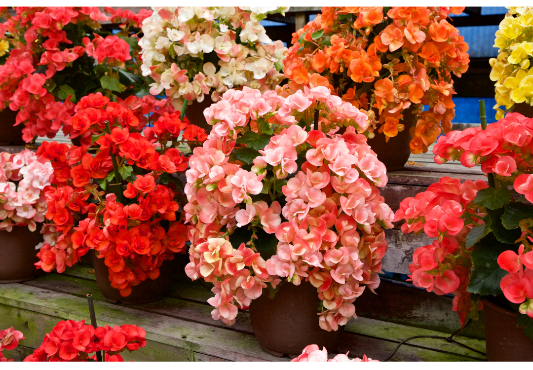 Various colors of begonia flowers: red and pink and orange.