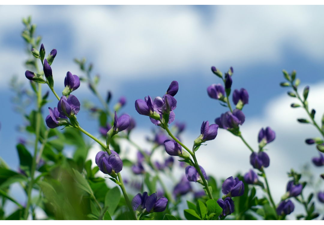 Blue false indigo flowers with a blue sky and clouds