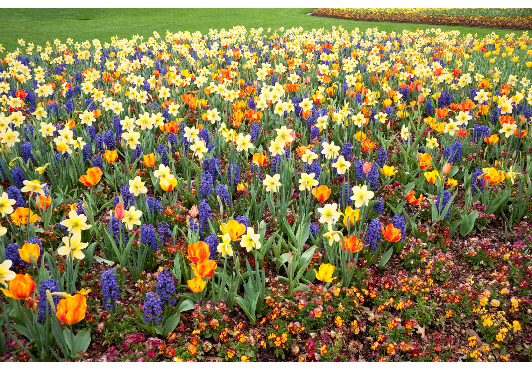 A field of bulb flowers: tulips, daffodils, and chrysanthemums 