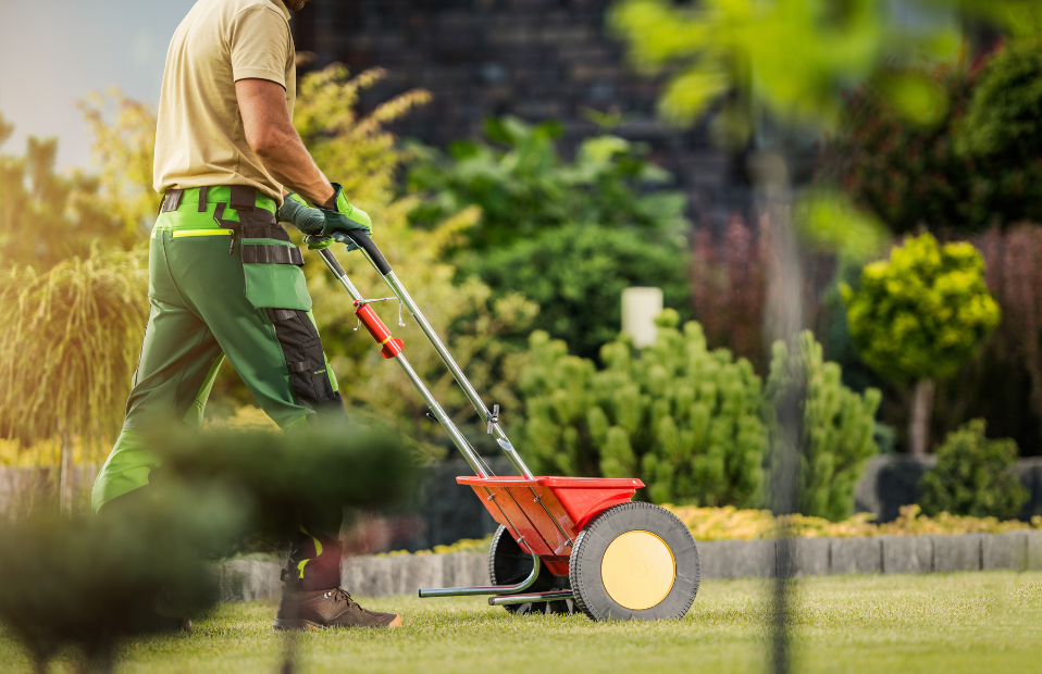 Lawn maintenance technician pushing a red fertilizer spreader across the lawn.