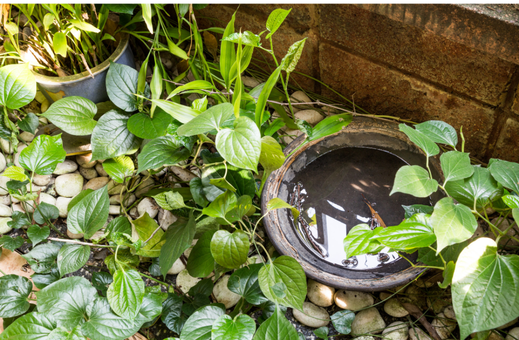 Tire with standing water in shrubs