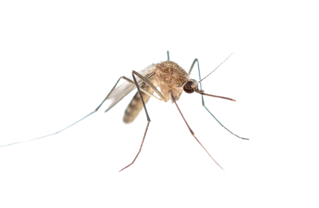 Mosquito