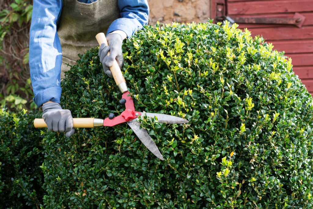 Gardener pruning branches from decorative bushes in a yard on a sunny day