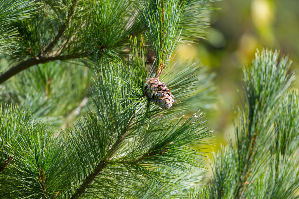 Eastern white pine branch