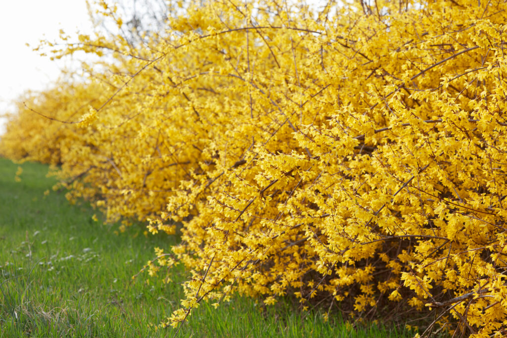 Yellow spring flowers on a Forsythia hedge