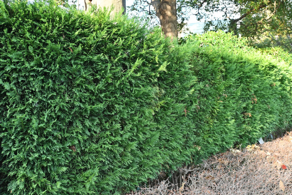 Row of leyland cypress trees