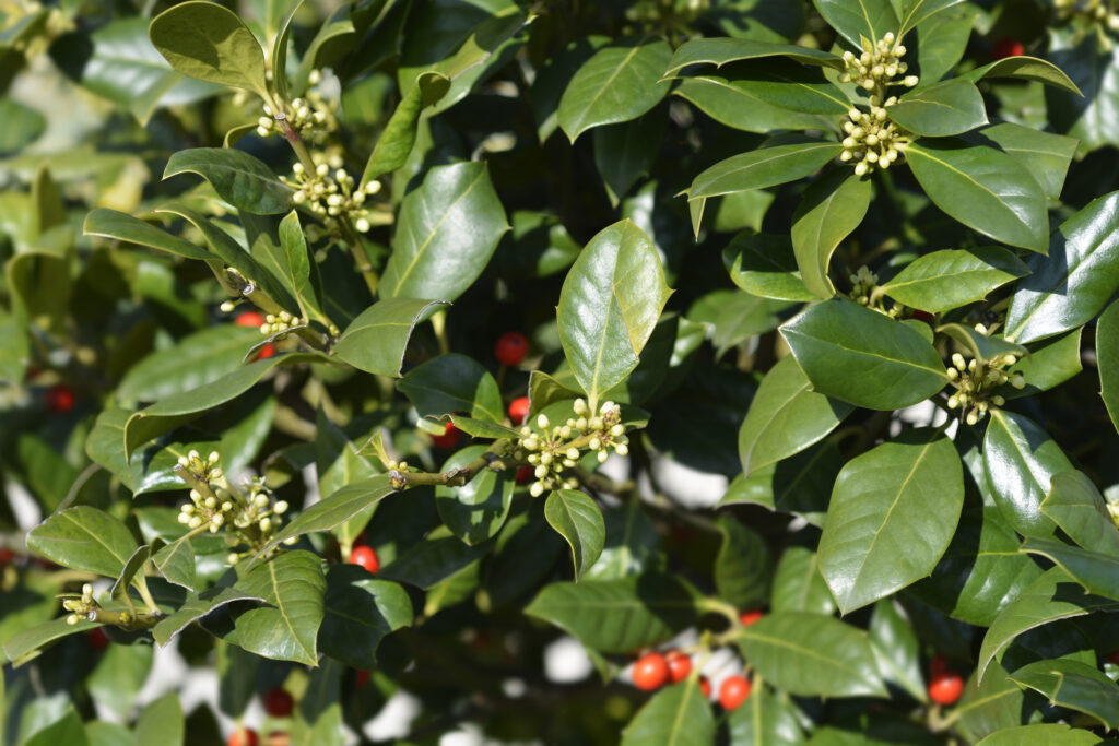 Nellie R. Stevens holly bush. Latin name - Ilex aquifolium