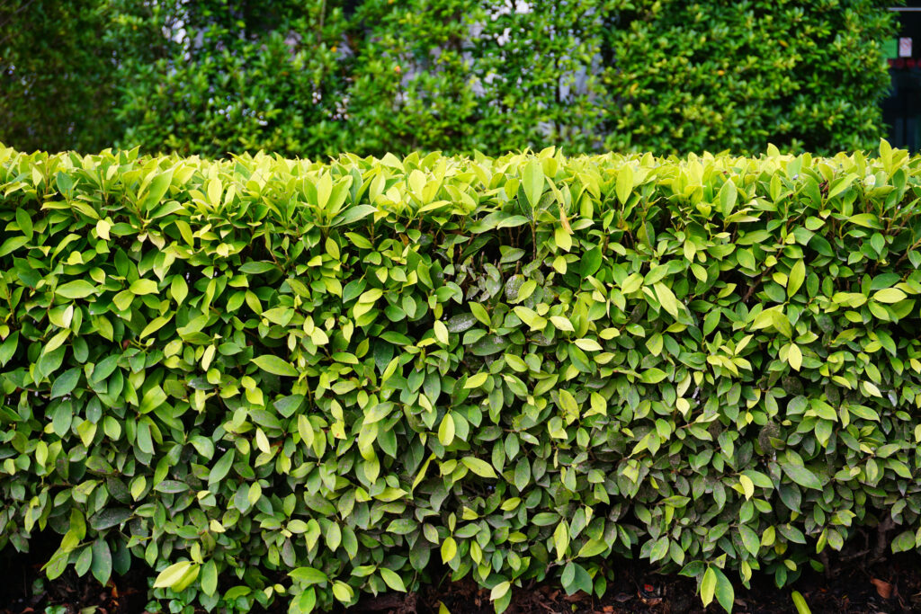 Privet privacy bush
