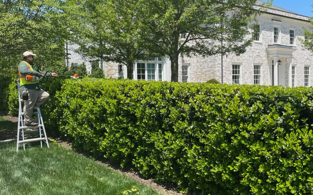 Wheat's landscaper on ladder trimming bushes