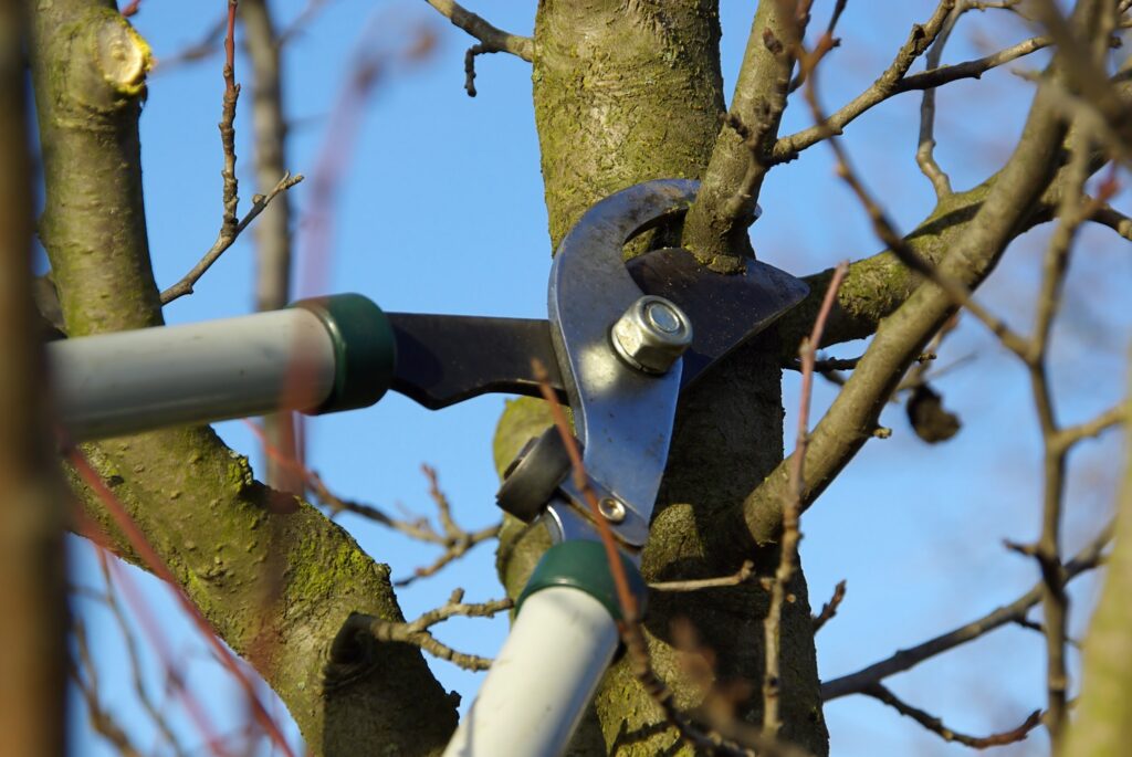 pruning a tree in late winter